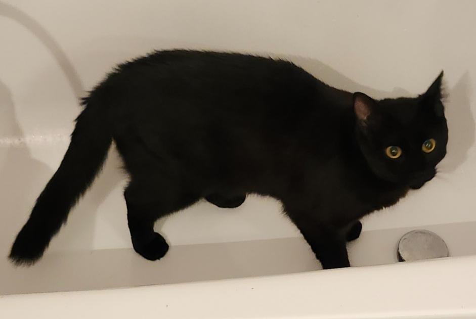 Disappearance alert Cat miscegenation  Male , 1 years Toulouse France