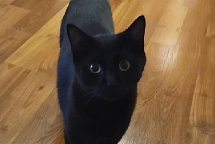 Disappearance alert Cat miscegenation  Male , 1 years Toulouse France