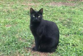 Disappearance alert Cat Female , 5 years Mauron France