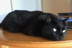 Disappearance alert Cat Male , 5 years Larajasse France