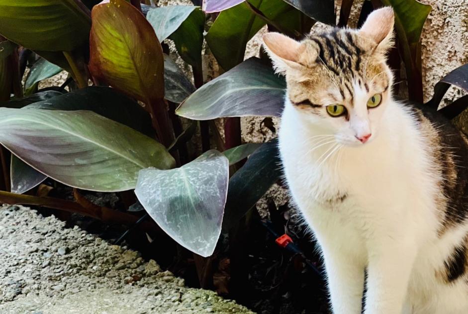 Disappearance alert Cat Male , 1 years Saint-Cyprien France