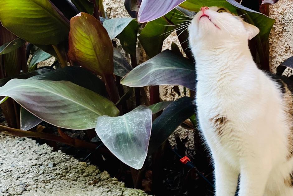 Disappearance alert Cat Male , 1 years Saint-Cyprien France