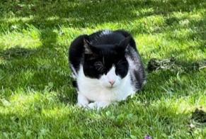 Disappearance alert Cat miscegenation  Female , 13 years Rayol-Canadel-sur-Mer France