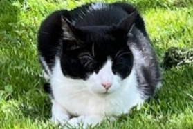 Disappearance alert Cat miscegenation  Female , 13 years Rayol-Canadel-sur-Mer France