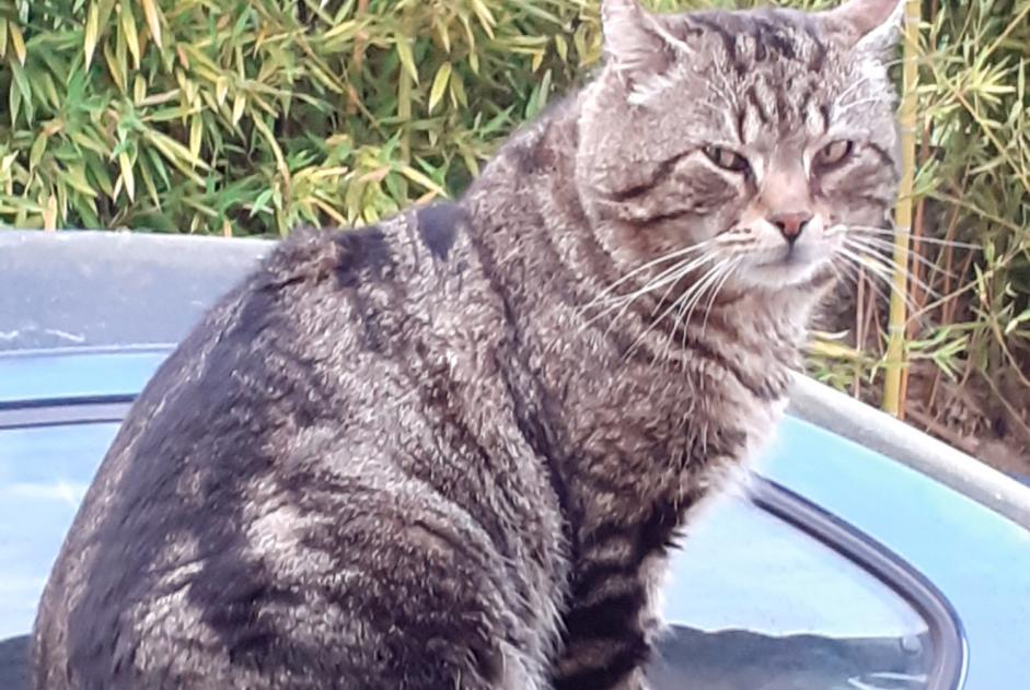 Disappearance alert Cat miscegenation  Male , 9 years Auribeau-sur-Siagne France