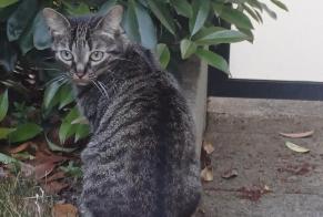 Disappearance alert Cat  Female , 8 years Rambouillet France