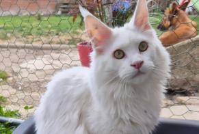 Disappearance alert Cat  Male , 1 years Le Catelet France