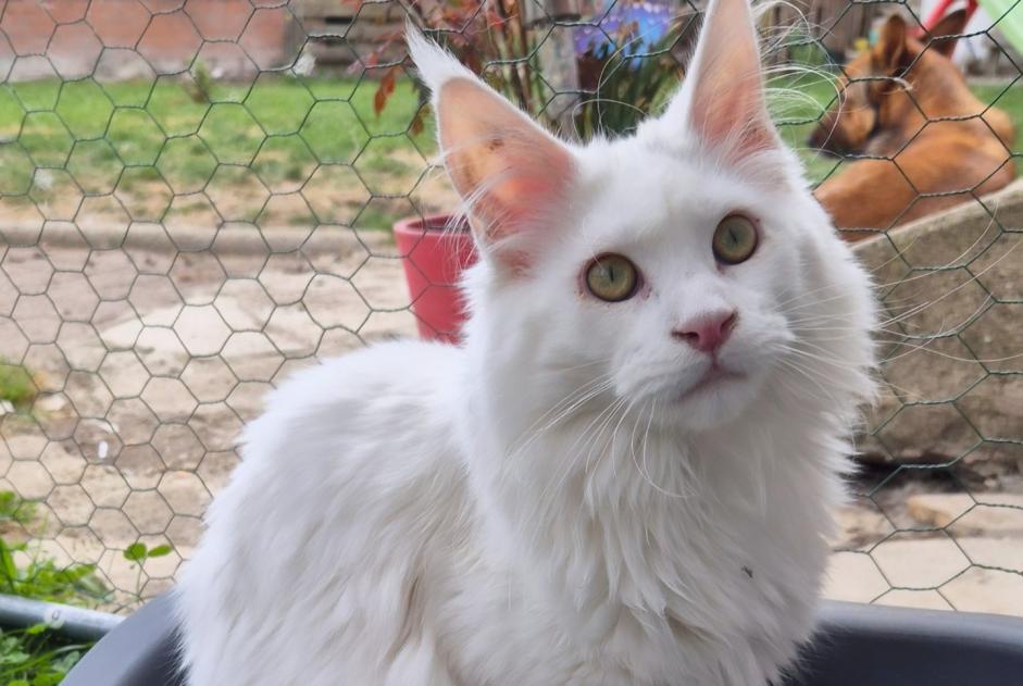 Disappearance alert Cat  Male , 1 years Le Catelet France