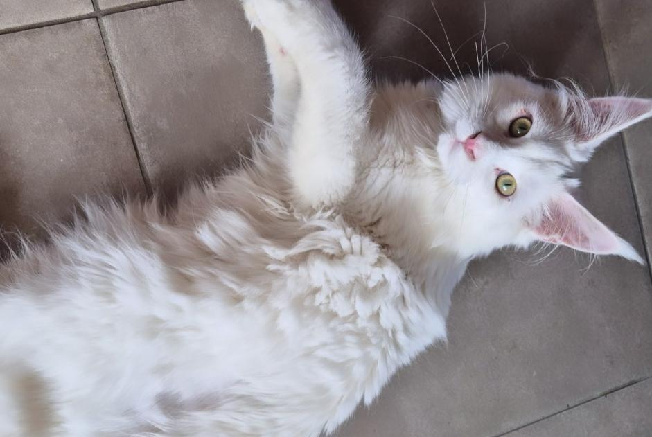 Disappearance alert Cat  Male , 1 years Le Catelet France