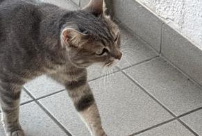 Discovery alert Cat   Unknown Frotey-lès-Vesoul France
