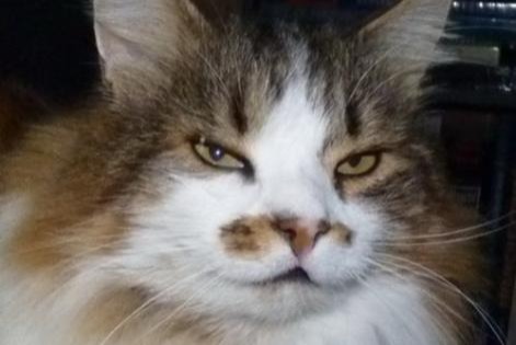 Alerta de Desaparición Gato cruce  Macho , 20 años Les Fontenelles Francia