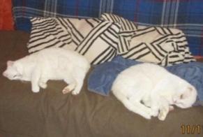 Alerta de Desaparición Gato cruce  Macho , 22 años Sorgues Francia