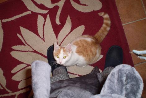 Alerta de Desaparición Gato Macho , 8 años Marciac Francia