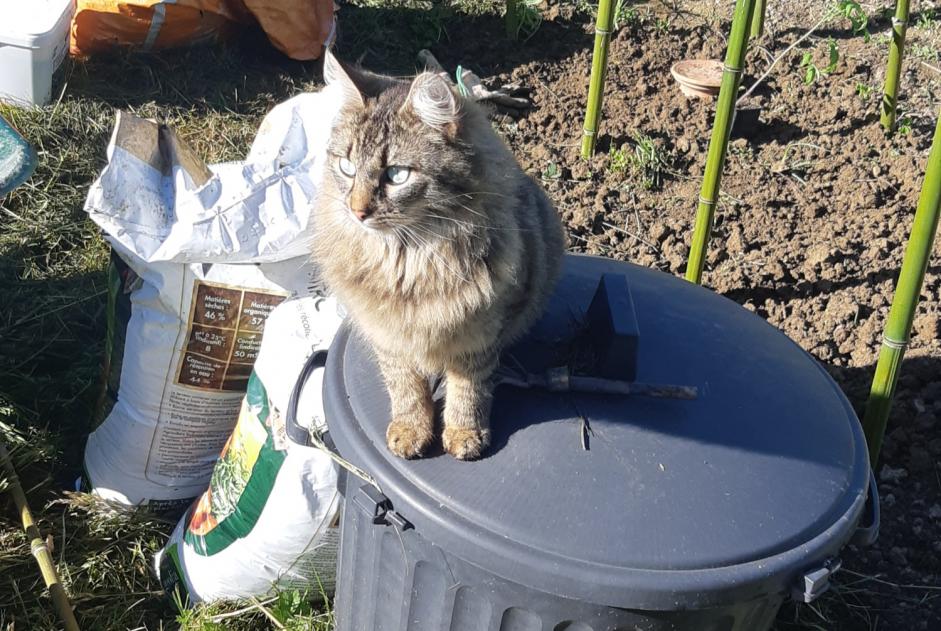Alerta de Desaparición Gato cruce  Macho , 3 años Theys Francia