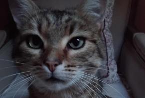Alerta de Desaparición Gato cruce  Macho , 6 años Dun-les-Places Francia