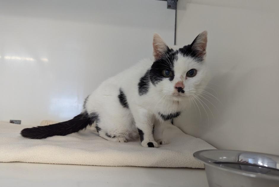 Alerta de Hallazgo Gato Hembra Châteaubourg Francia