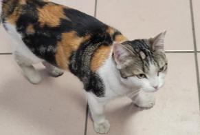 Alerta de Hallazgo Gato cruce  Hembra Roubaix Francia