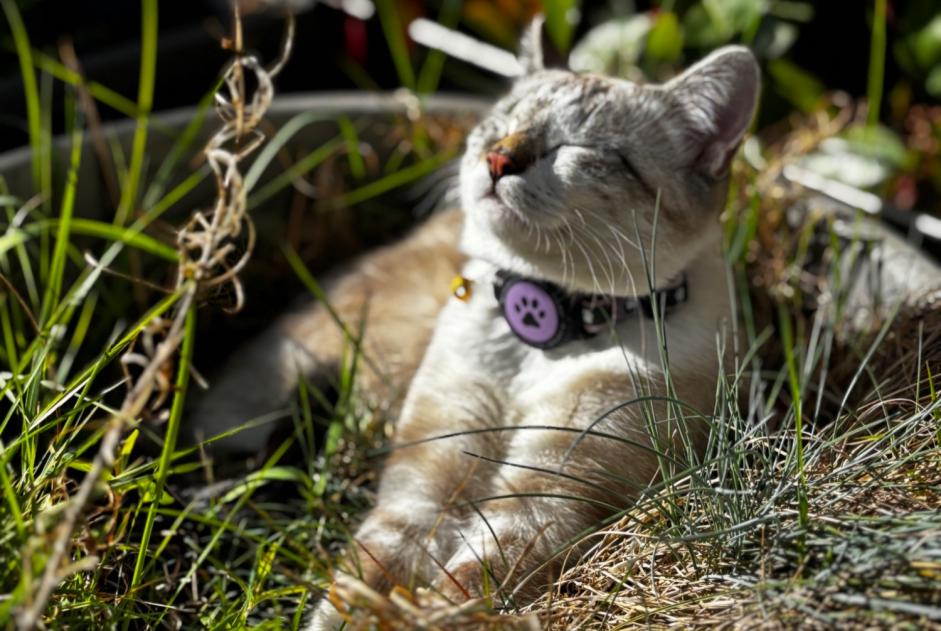 Alerta de Desaparición Gato Hembra , 1 años Helfrantzkirch Francia