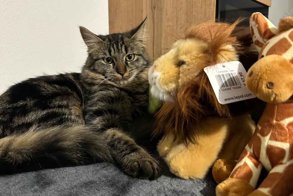 Alerta de Desaparición Gato cruce  Hembra , 1 años Bourgoin-Jallieu Francia