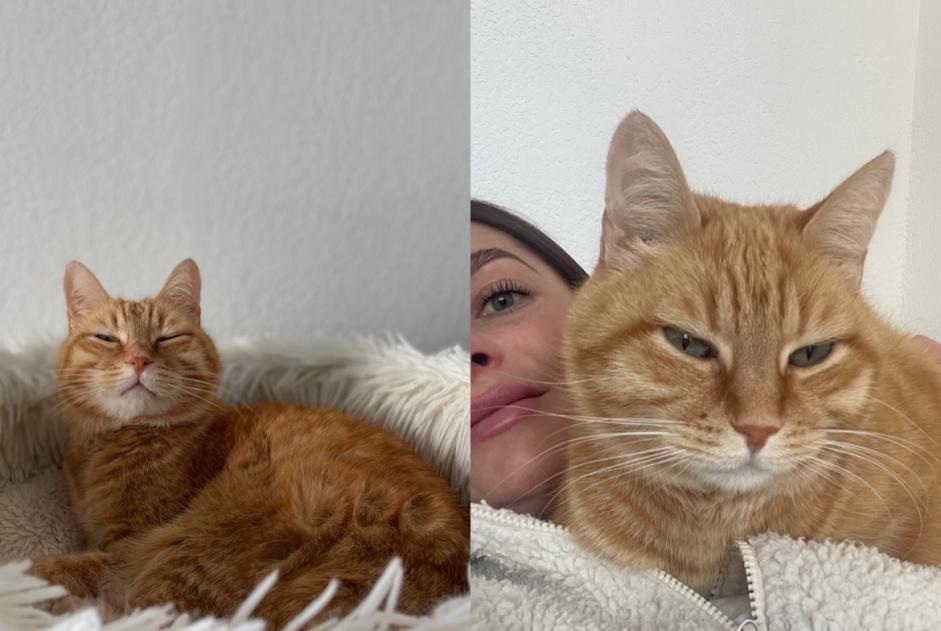 Alerta de Desaparición Gato Macho , 8 años Montpellier Francia