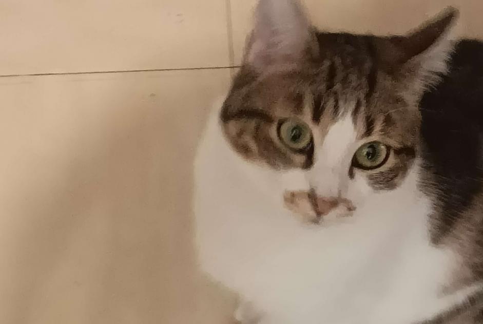 Alerta de Desaparición Gato  Hembra , 1 años Montpellier Francia