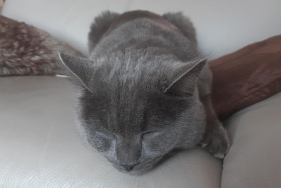 Alerta de Desaparición Gato Macho , 4 años Saint-Vincent-de-Boisset Francia