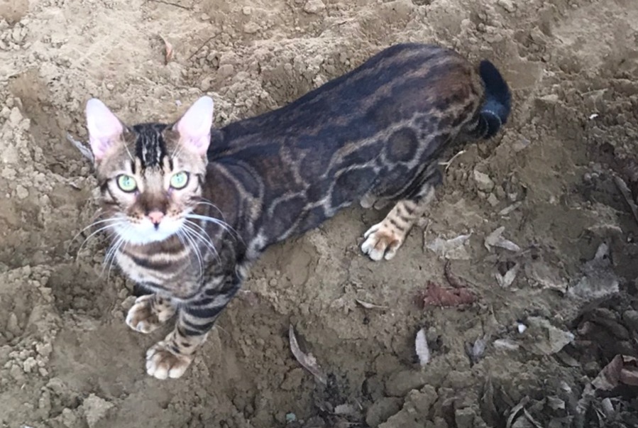 Alerta de Desaparición Gato  Macho , 2 años Saint-Florent Francia