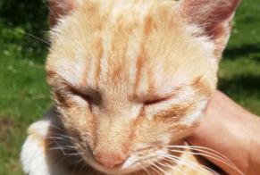 Alerta de Hallazgo Gato cruce  Hembra Torsac Francia