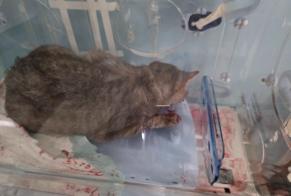 Alerta de Hallazgo Gato  Hembra Villefontaine Francia