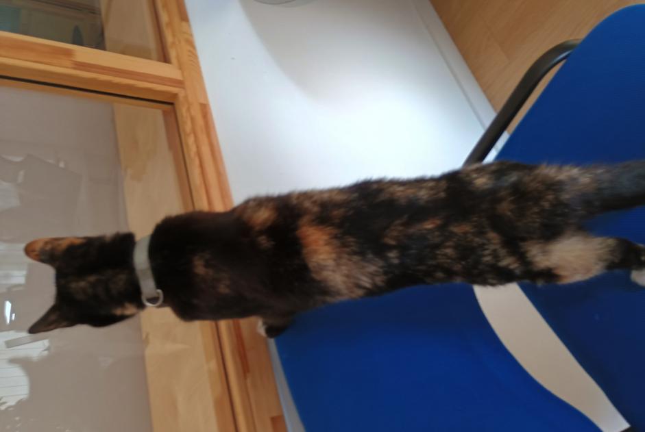 Alerta de Hallazgo Gato Desconocido Valence Francia