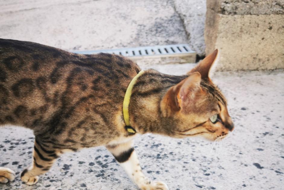 Alerta de Hallazgo Gato  Hembra Vaux-le-Pénil Francia