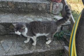Alerta de Hallazgo Gato Desconocido Saint-Martin-de-Valgalgues Francia