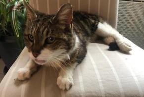 Alerta de Hallazgo Gato Hembra Vernou-sur-Brenne Francia