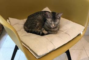 Alerta de Hallazgo Gato Desconocido Fondettes Francia