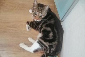 Alerta de Hallazgo Gato  Macho Le Bouscat Francia