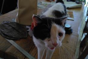 Alerta de Hallazgo Gato Macho Saint-Jean-de-Maruéjols-et-Avéjan Francia