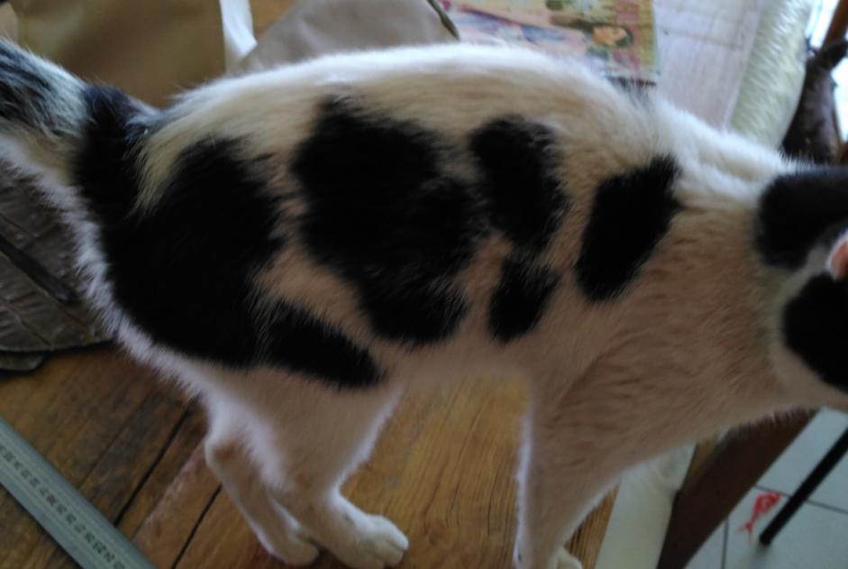 Alerta de Hallazgo Gato Macho Saint-Jean-de-Maruéjols-et-Avéjan Francia