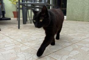 Alerta de Hallazgo Gato Hembra Dalou Francia