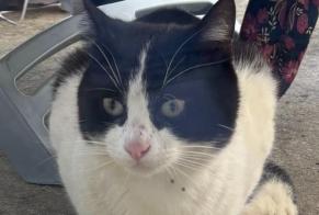 Alerta de Hallazgo Gato cruce  Macho Plouëc-du-Trieux Francia