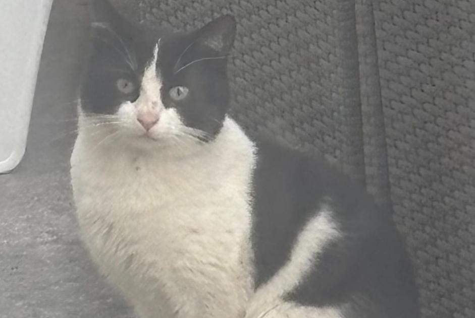 Alerta de Hallazgo Gato cruce  Macho Plouëc-du-Trieux Francia