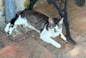 Alerta de Hallazgo Gato Macho Arnac-la-Poste Francia