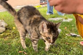 Alerta de Hallazgo Gato Hembra Auzielle Francia
