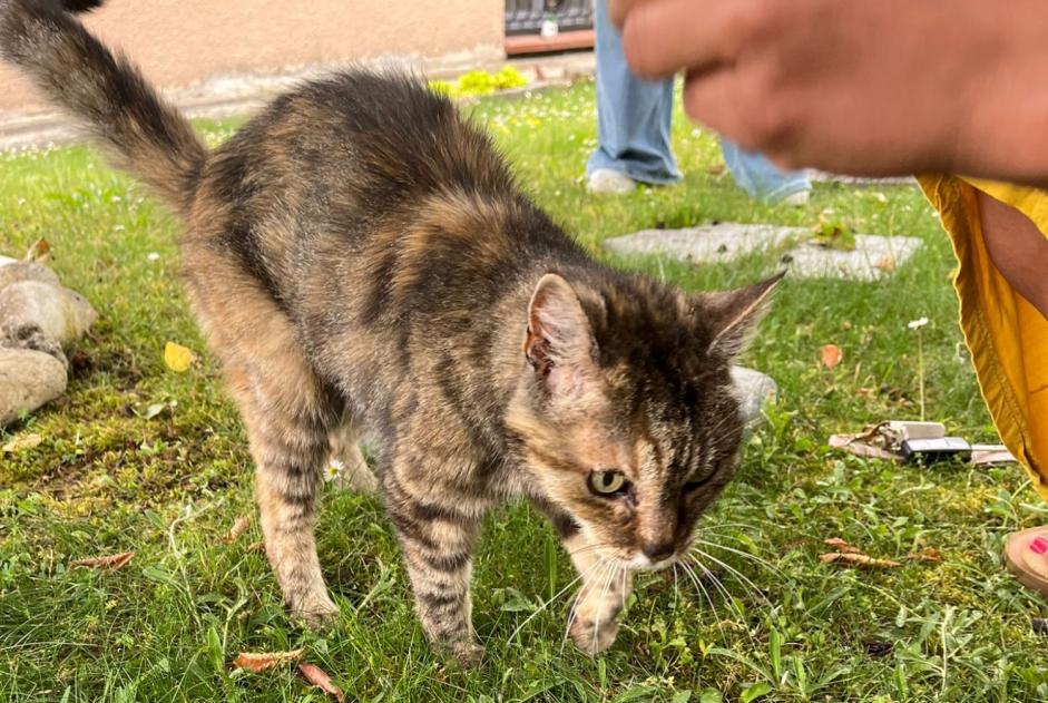 Alerta de Hallazgo Gato Hembra Auzielle Francia