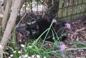 Alerta de Hallazgo Gato Desconocido Saint-Vigor-le-Grand Francia