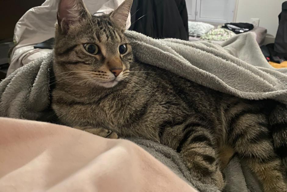 Alerta de Desaparición Gato Macho , 4 años Limoges Francia