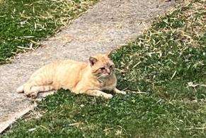 Alerta de Hallazgo Gato Desconocido Saint-Benoît Francia