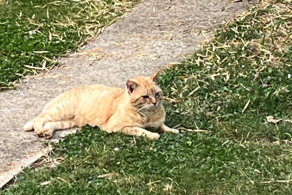 Alerta de Hallazgo Gato Desconocido Saint-Benoît Francia