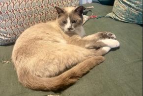 Alerta de Hallazgo Gato Desconocido Aix-en-Provence Francia