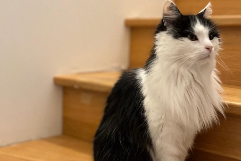 Alerta de Desaparición Gato Hembra , 13 años Gueux Francia