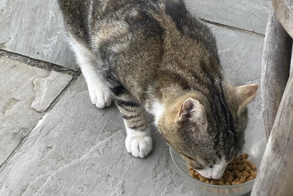 Alerta de Hallazgo Gato Macho Ciboure Francia